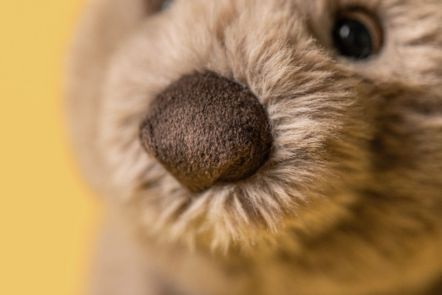 Wonda Wombat